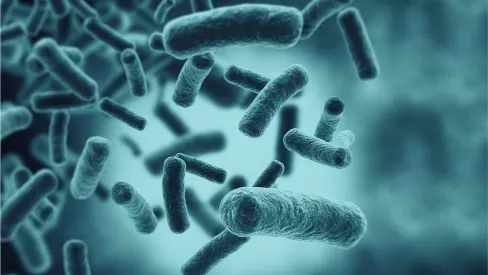Antibiotic-Resistant Bacteria Hits US Hospital, Triggers Death Of Four Patients-LATEST NEWS-NEWSNAIJA.NG-FOREIGN NEWS-INTERNATIONAL NEWS.